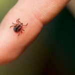 УВАГА! ЗАХОДИ З ДЕЗІНФЕКЦІЇ ВІД КЛІЩІВ