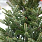 НОВОРІЧНА ЯЛИНКА БЕЗ ДОКУМЕНТІВ – СВЯТО ПІД ЗАГРОЗОЮ ШТРАФУ!