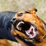 У ЧОРТКОВІ ЗАФІКСОВАНО ВИПАДОК СКАЗУ В ДОМАШНЬОГО УЛЮБЛЕНЦЯ