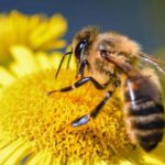 ЗАХИСТ БДЖІЛ ВІД ОТРУЄНЬ