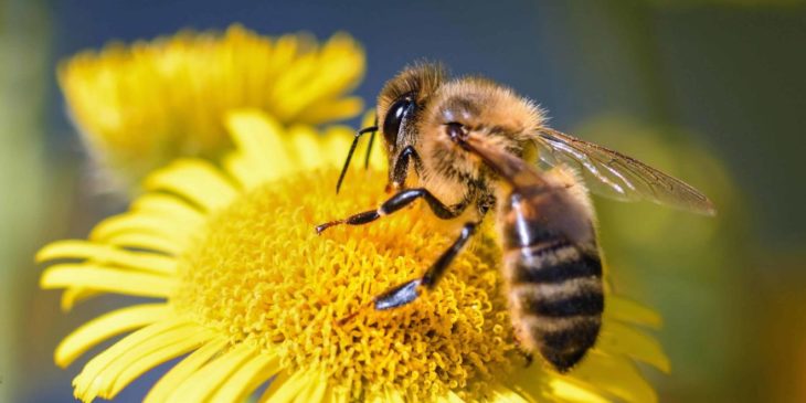 ЗАХИСТ БДЖІЛ ВІД ОТРУЄНЬ
