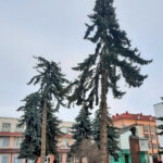 ЗРАДА ВІДМІНЯЄТЬСЯ: ПАРКОВКИ НА МІСЦІ ВИДАЛЕНИХ ДЕРЕВ У ЦЕНТРІ ЧОРТКОВА НЕ БУДЕ  ЩО Ж ВІДБУВАЄТЬСЯ НАСПРАВДІ?