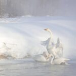 УВАГА! ЩОДО ПІДГОДІВЛІ ТА «ПОРЯТУНКУ» ЛЕБЕДІВ ВЗИМКУ