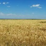 Повідомлення від ТОВ “Калина Фармінг”