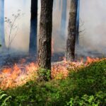 ЯК ЗАПОБІГТИ ЛІСОВИМ ПОЖЕЖАМ?