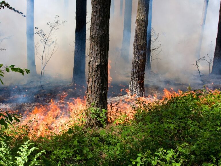 ЯК ЗАПОБІГТИ ЛІСОВИМ ПОЖЕЖАМ?