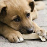 ЧОРТКІВ СПІВПРАЦЮВАТИМЕ З «ЧОТИРИ ЛАПИ УКРАЇНА» ДЛЯ ДОПОМОГИ БЕЗПРИТУЛЬНИМ ТВАРИНАМ